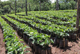 Mexico - Nueva Esperanza Organic DECAF
