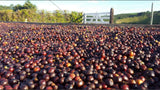 Guatemala - Red De Mujeres (Out of Stock)