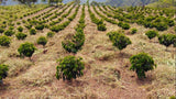 Guatemala - Red De Mujeres (Out of Stock)