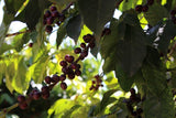 Ethiopia - Taferi Kela